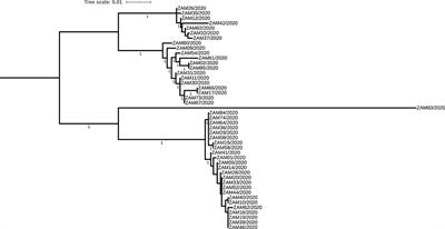 Molecular subtyping of Blastocystis sp. detected in patients at a large tertiary referral hospital in Lusaka, Zambia